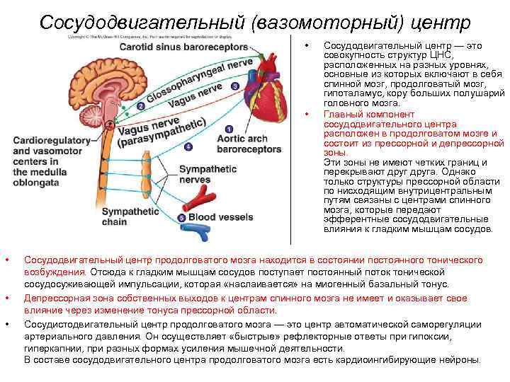 Сосудодвигательный центр в мозге