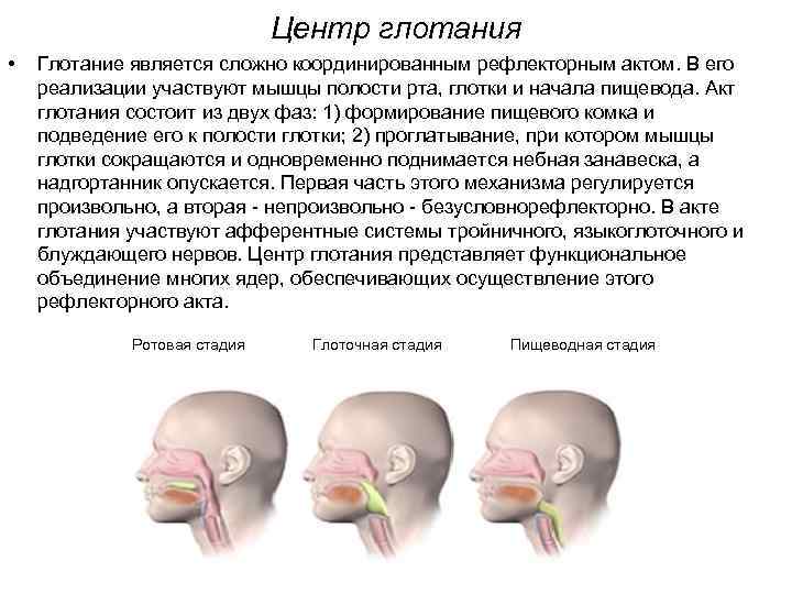 Центр глотания находится в мозге