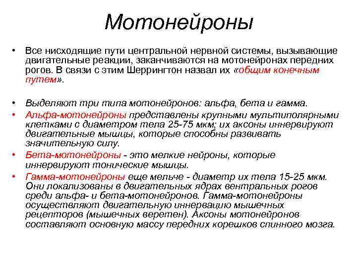 Мотонейроны • Все нисходящие пути центральной нервной системы, вызывающие двигательные реакции, заканчиваются на мотонейронах