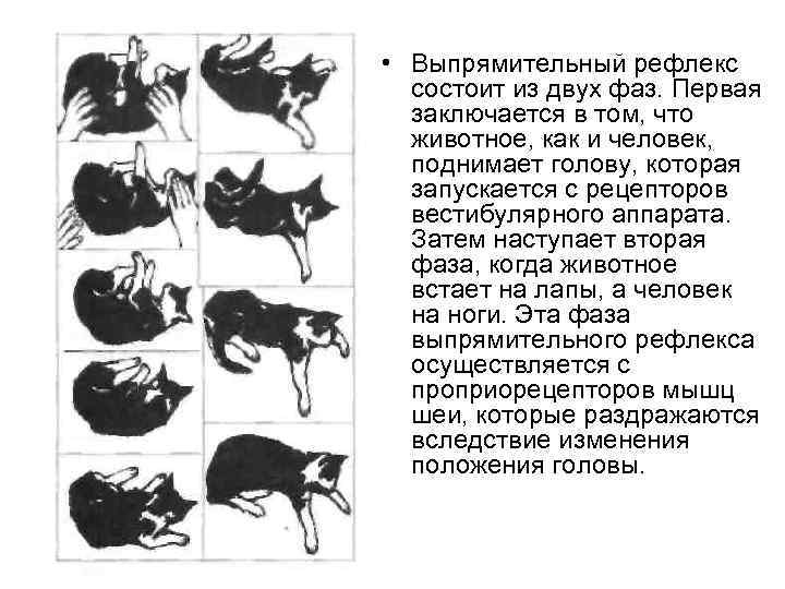 Рефлекс китаева схема