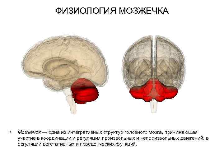 Где находится мозжечок в голове фото