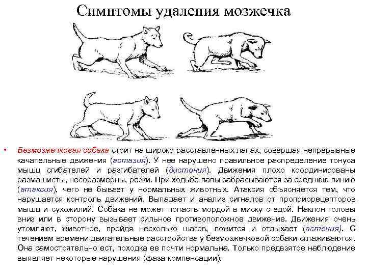 Симптомы удаления мозжечка • Безмозжечковая собака стоит на широко расставленных лапах, совершая непрерывные качательные