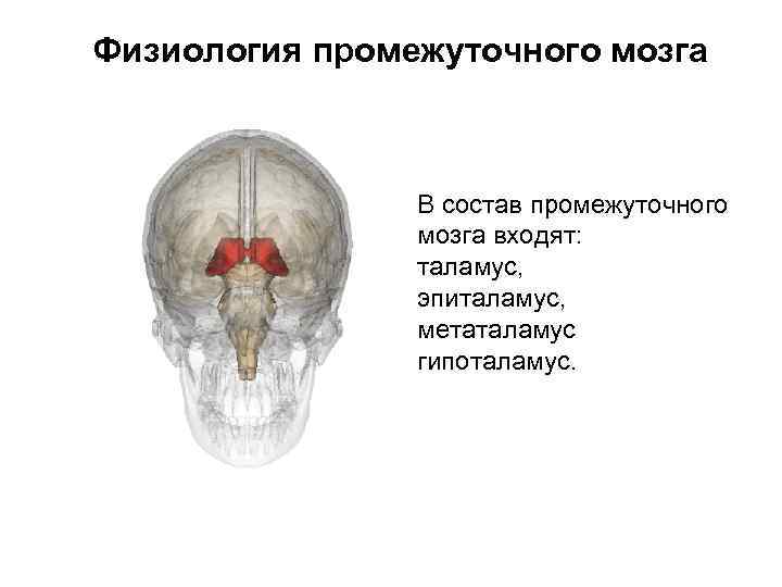 Физиология промежуточного мозга В состав промежуточного мозга входят: таламус, эпиталамус, метаталамус гипоталамус. 
