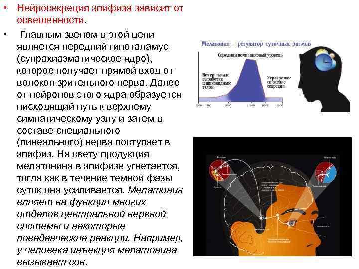  • Нейросекреция эпифиза зависит от освещенности. • Главным звеном в этой цепи является