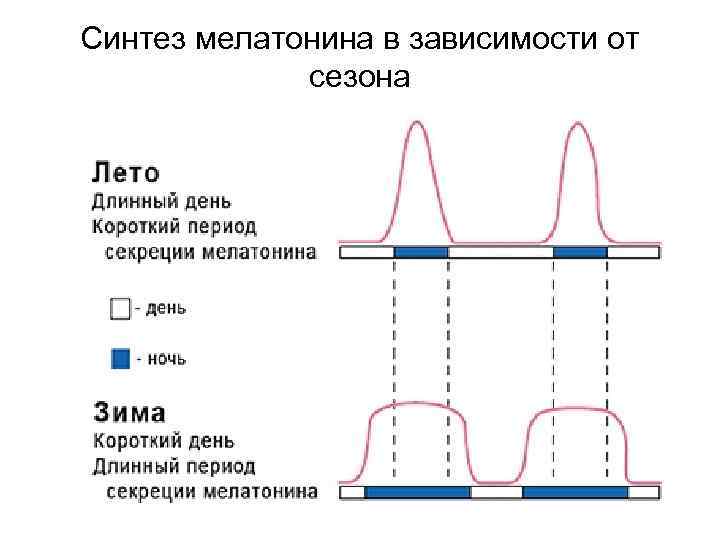 Синтез мелатонина в зависимости от сезона 