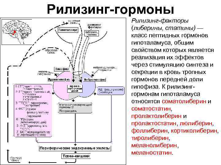 Гормоны проект 9 класс