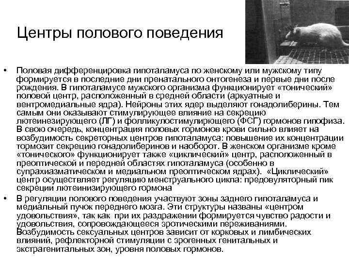 Центры полового поведения • • Половая дифференцировка гипоталамуса по женскому или мужскому типу формируется