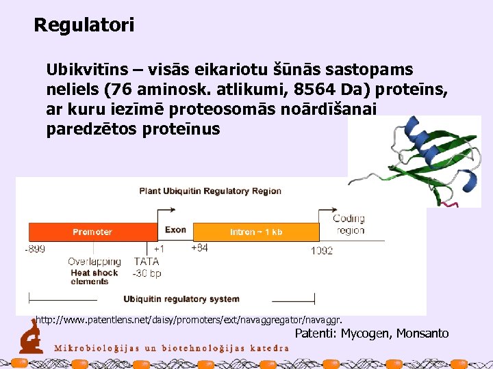 Regulatori Ubikvitīns – visās eikariotu šūnās sastopams neliels (76 aminosk. atlikumi, 8564 Da) proteīns,