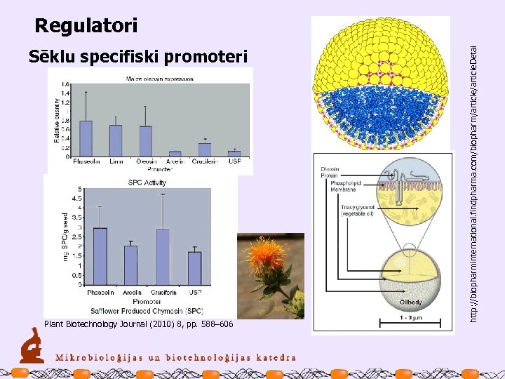 Sēklu specifiski promoteri Plant Biotechnology Journal (2010) 8, pp. 588– 606 http: //biopharminternational. findpharma.
