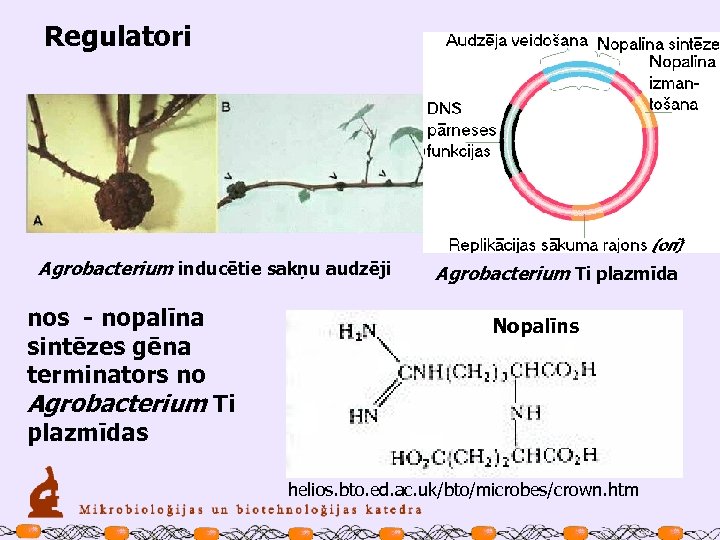 Regulatori Agrobacterium inducētie sakņu audzēji nos - nopalīna sintēzes gēna terminators no Agrobacterium Ti