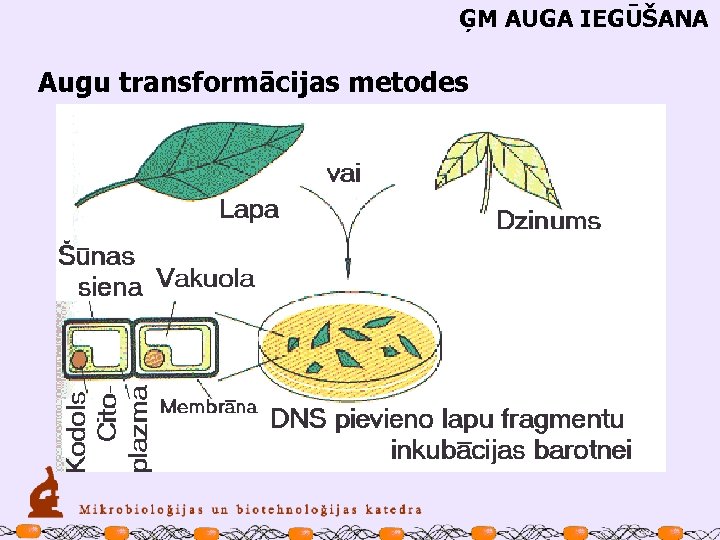 ĢM AUGA IEGŪŠANA Augu transformācijas metodes 