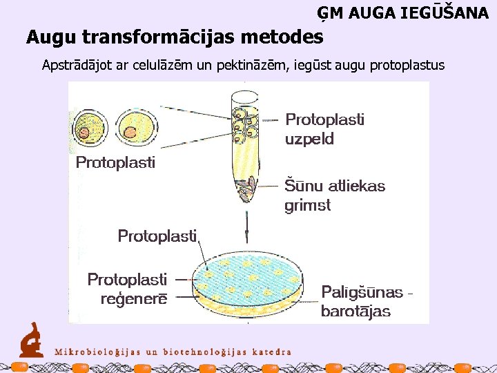 ĢM AUGA IEGŪŠANA Augu transformācijas metodes Apstrādājot ar celulāzēm un pektināzēm, iegūst augu protoplastus