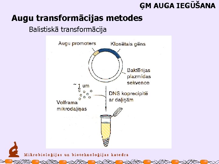 ĢM AUGA IEGŪŠANA Augu transformācijas metodes Balistiskā transformācija 