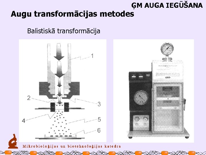 ĢM AUGA IEGŪŠANA Augu transformācijas metodes Balistiskā transformācija 