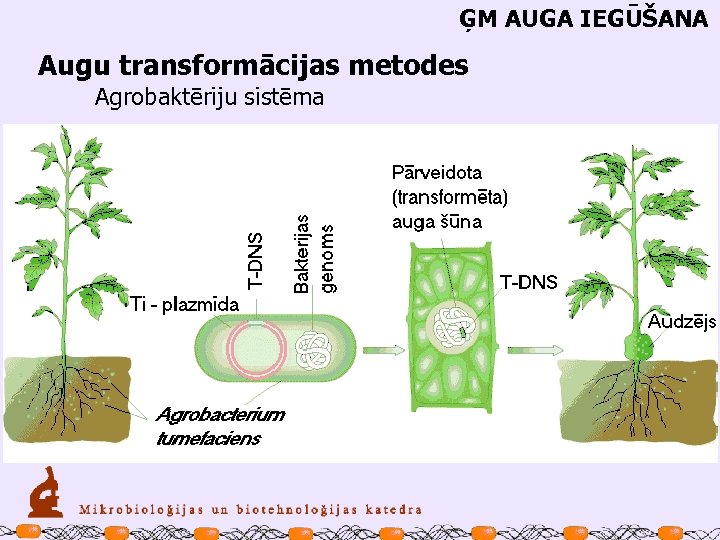 ĢM AUGA IEGŪŠANA Augu transformācijas metodes Agrobaktēriju sistēma 