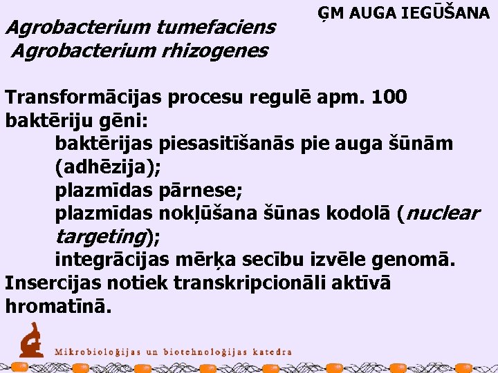 Agrobacterium tumefaciens Agrobacterium rhizogenes ĢM AUGA IEGŪŠANA Transformācijas procesu regulē apm. 100 baktēriju gēni: