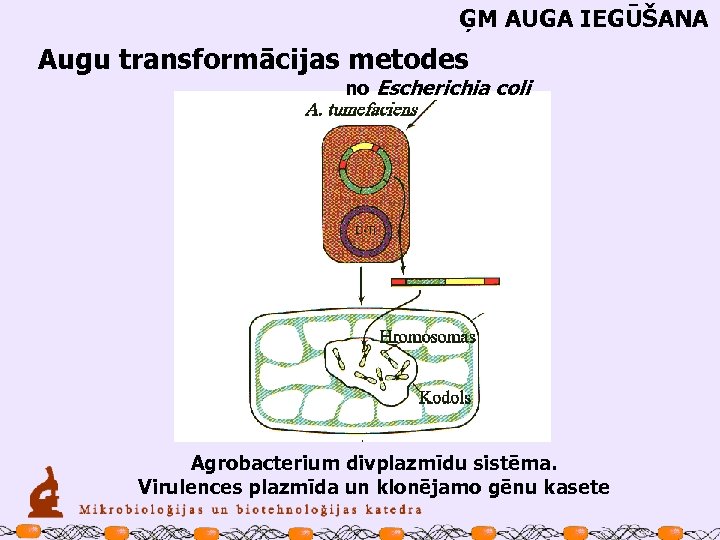 ĢM AUGA IEGŪŠANA Augu transformācijas metodes no Escherichia coli Agrobacterium divplazmīdu sistēma. Virulences plazmīda