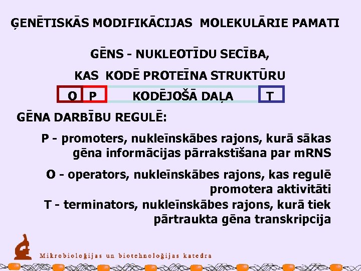 ĢENĒTISKĀS MODIFIKĀCIJAS MOLEKULĀRIE PAMATI GĒNS - NUKLEOTĪDU SECĪBA, KAS KODĒ PROTEĪNA STRUKTŪRU O P