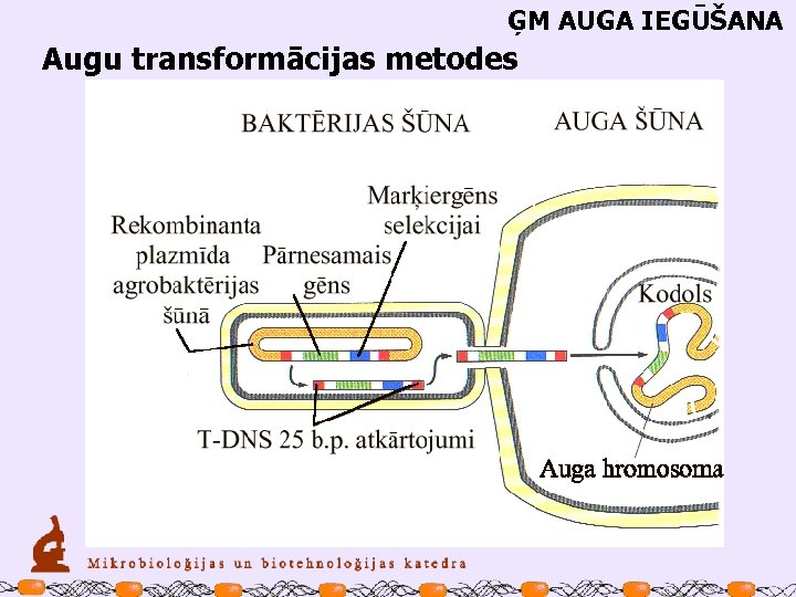 ĢM AUGA IEGŪŠANA Augu transformācijas metodes 