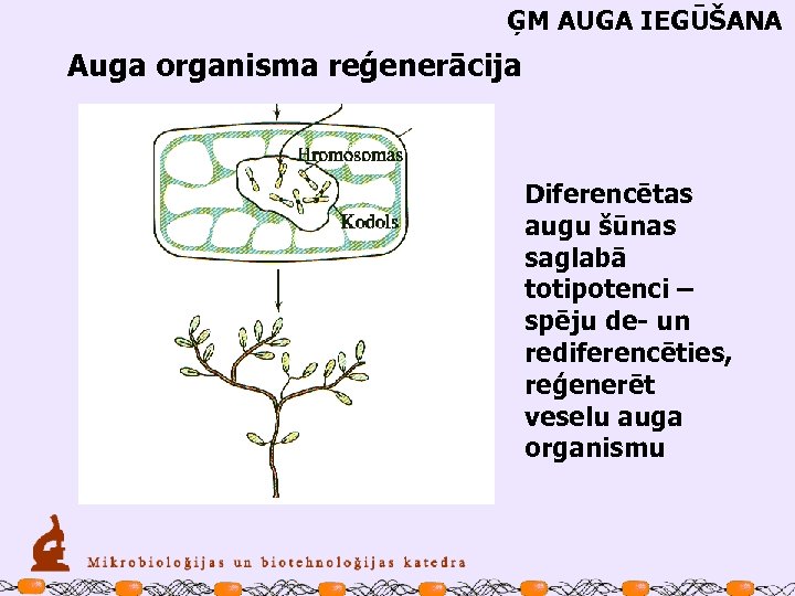 ĢM AUGA IEGŪŠANA Auga organisma reģenerācija Diferencētas augu šūnas saglabā totipotenci – spēju de-