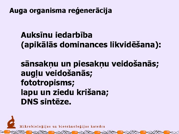 Auga organisma reģenerācija Auksīnu iedarbība (apikālās dominances likvidēšana): sānsakņu un piesakņu veidošanās; augļu veidošanās;
