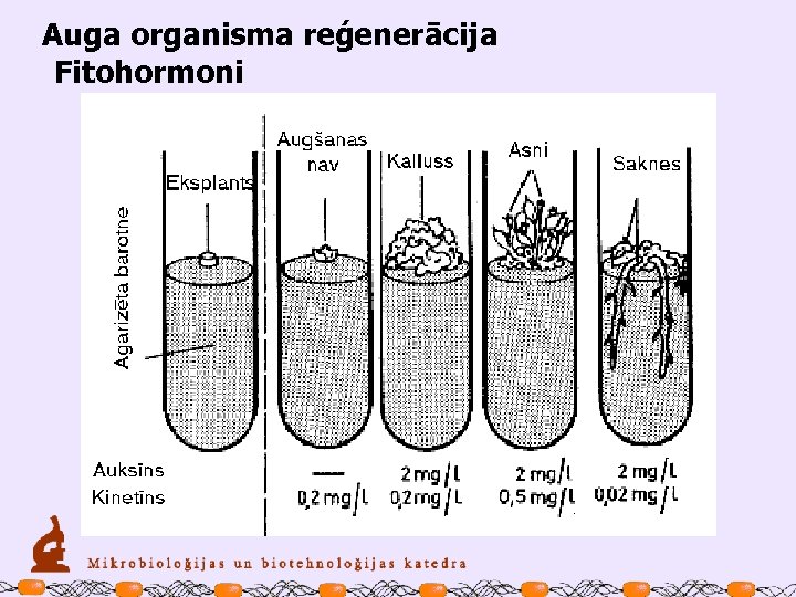 Auga organisma reģenerācija Fitohormoni 