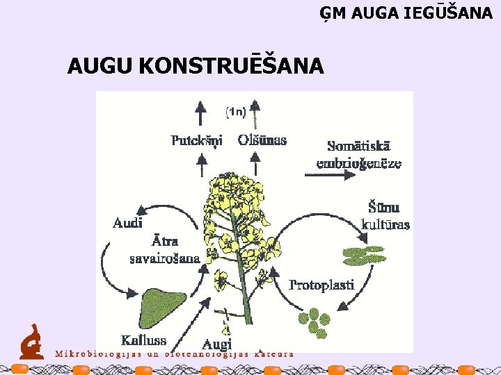 ĢM AUGA IEGŪŠANA AUGU KONSTRUĒŠANA 