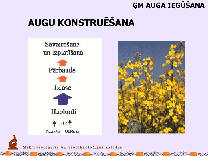 ĢM AUGA IEGŪŠANA AUGU KONSTRUĒŠANA 