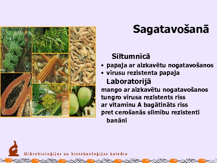 Sagatavošanā Siltumnīcā • papaja ar aizkavētu nogatavošanos • vīrusu rezistenta papaja Laboratorijā mango ar