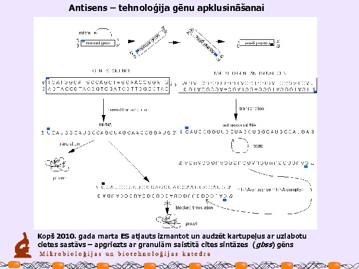 Antisens – tehnoloģija gēnu apklusināšanai Kopš 2010. gada marta ES atļauts izmantot un audzēt
