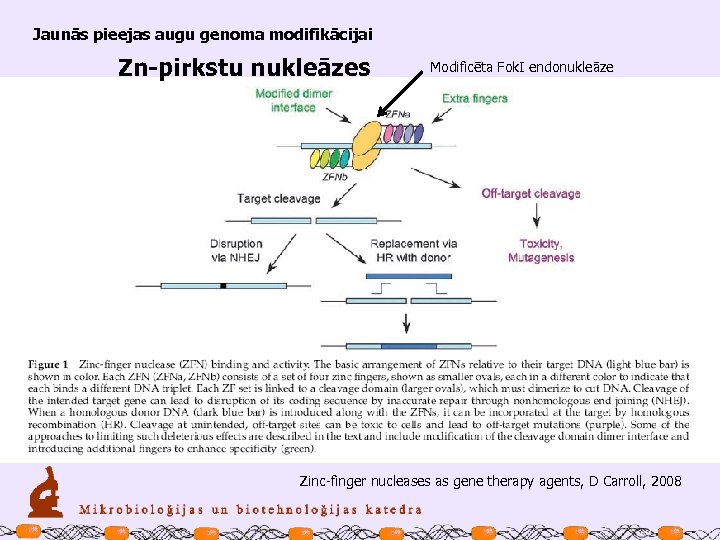 Jaunās pieejas augu genoma modifikācijai Zn-pirkstu nukleāzes Modificēta Fok. I endonukleāze Zinc-finger nucleases as