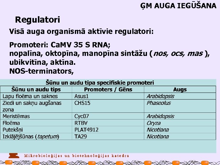 ĢM AUGA IEGŪŠANA Regulatori Visā auga organismā aktīvie regulatori: Promoteri: Ca. MV 35 S