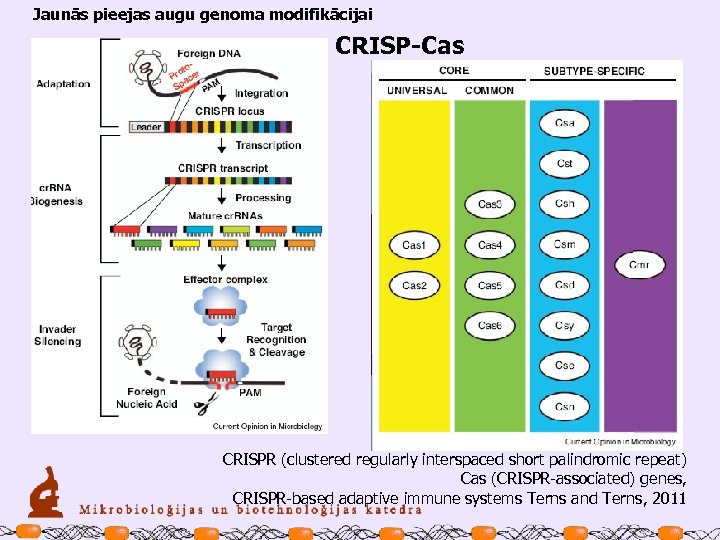 Jaunās pieejas augu genoma modifikācijai CRISP-Cas CRISPR (clustered regularly interspaced short palindromic repeat) Cas