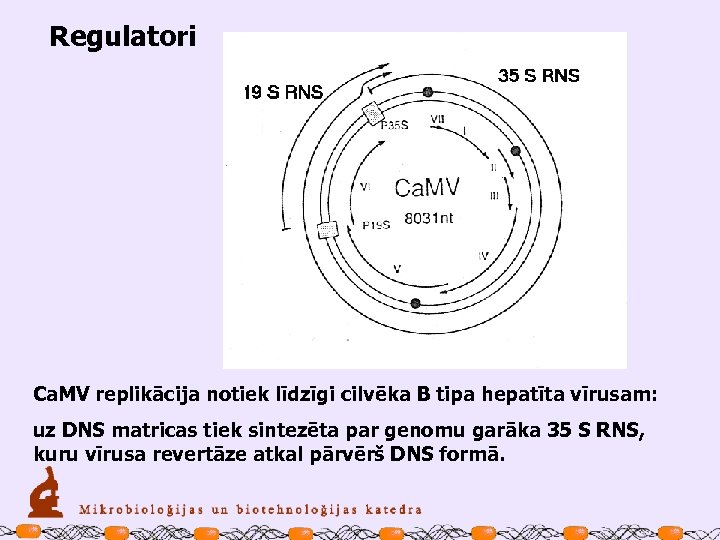 Regulatori Ca. MV replikācija notiek līdzīgi cilvēka B tipa hepatīta vīrusam: uz DNS matricas