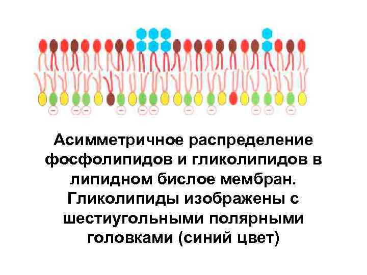 Асимметричное распределение фосфолипидов и гликолипидов в липидном бислое мембран. Гликолипиды изображены с шестиугольными полярными