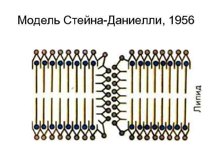 Модель Стейна-Даниелли, 1956 