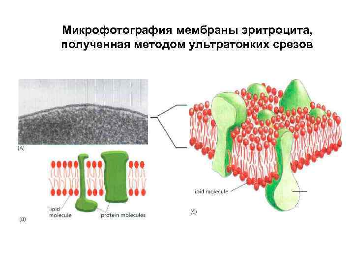 Микрофотография мембраны эритроцита, полученная методом ультратонких срезов 