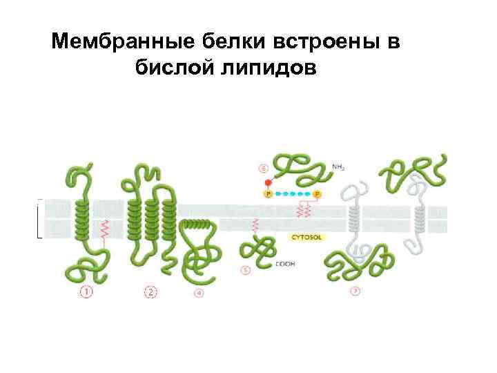 Мембранные белки встроены в бислой липидов 