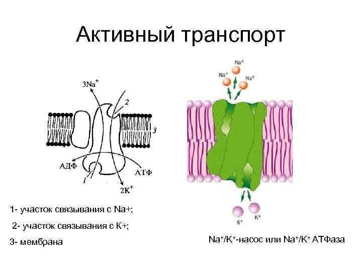 Активный транспорт 1 - участок связывания с Na+; 2 - участок связывания с К+;
