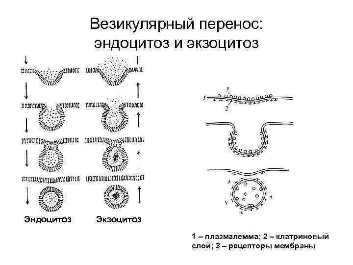 Везикулярный перенос: эндоцитоз и экзоцитоз Эндоцитоз Экзоцитоз 1 – плазмалемма; 2 – клатриновый слой;