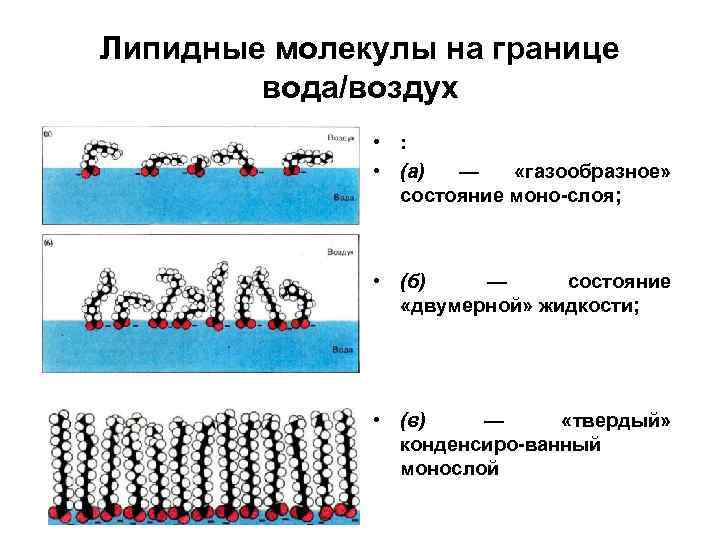 Липидные молекулы на границе вода/воздух • : • (а) — «газообразное» состояние моно слоя;