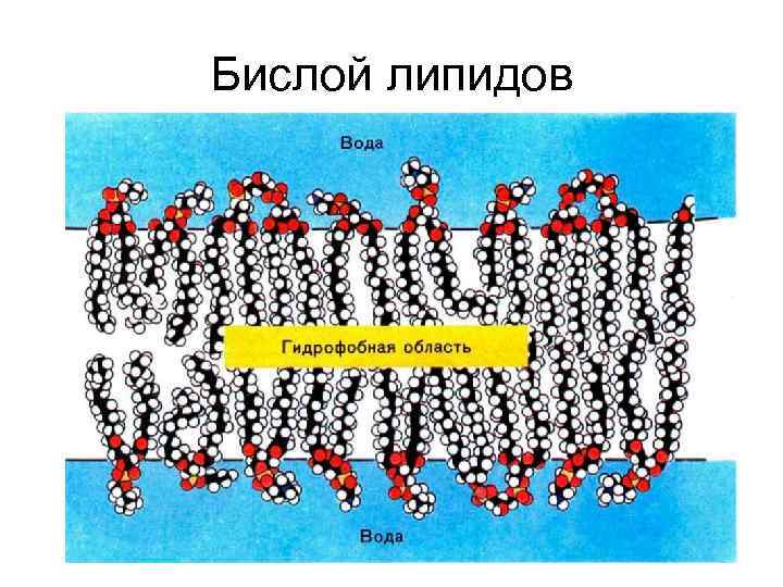Бислой липидов 
