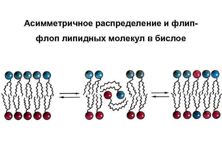 Асимметричное распределение и флип флоп липидных молекул в бислое 