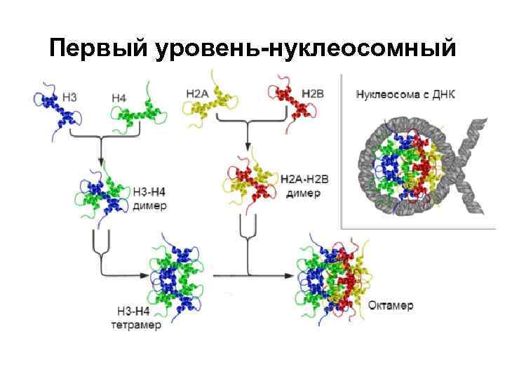 Первый уровень-нуклеосомный 