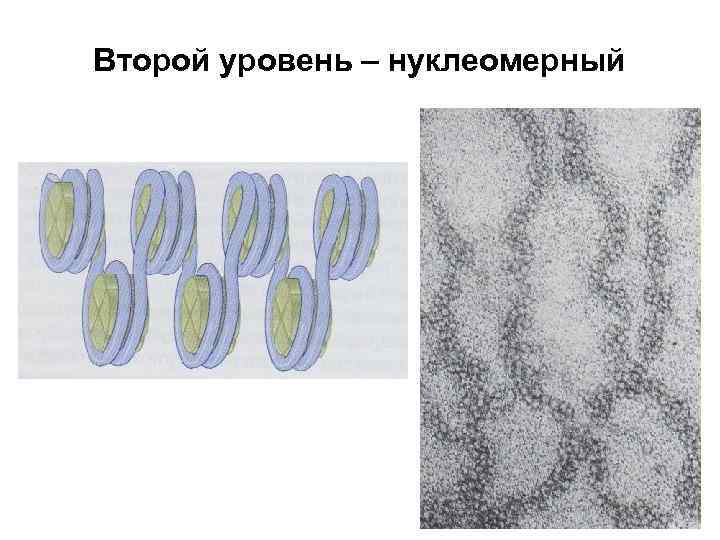 Второй уровень – нуклеомерный 