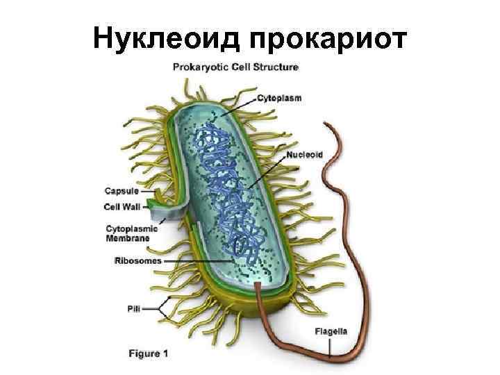 Нуклеоид прокариот 