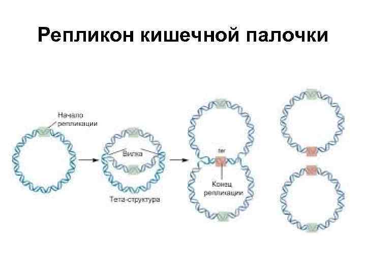 Репликон кишечной палочки 