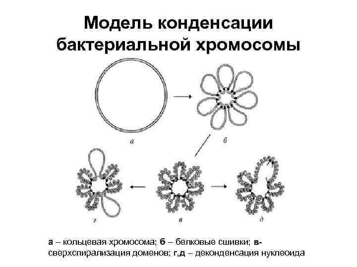 Модель конденсации бактериальной хромосомы а – кольцевая хромосома; б – белковые сшивки; всверхспирализация доменов;