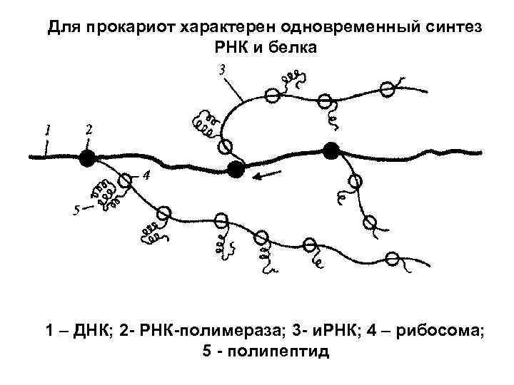 Для прокариот характерен одновременный синтез РНК и белка 1 – ДНК; 2 - РНК-полимераза;