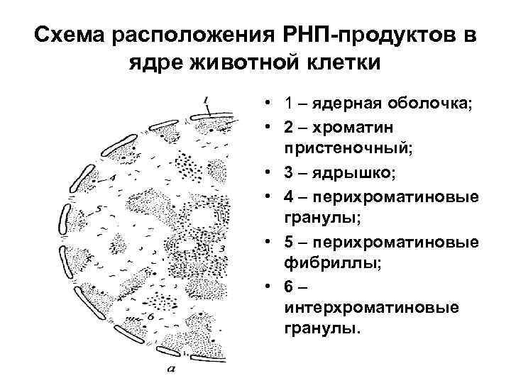 Схема расположения РНП-продуктов в ядре животной клетки • 1 – ядерная оболочка; • 2